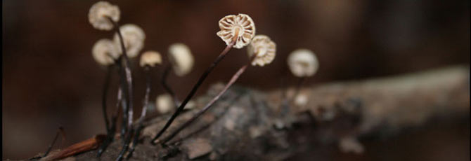Marasmius rotula