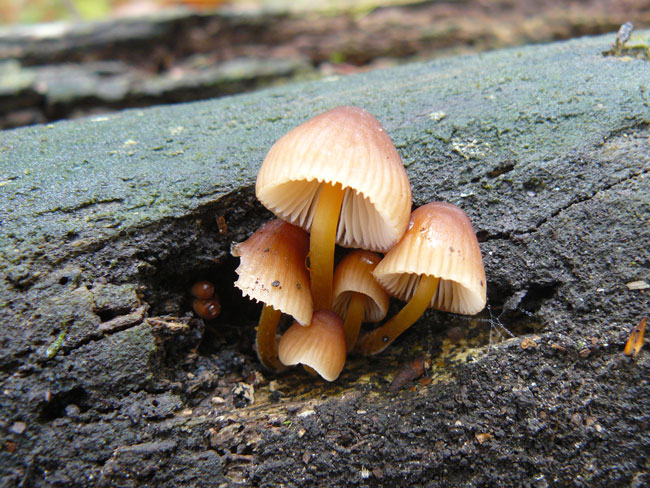 Mycena renati