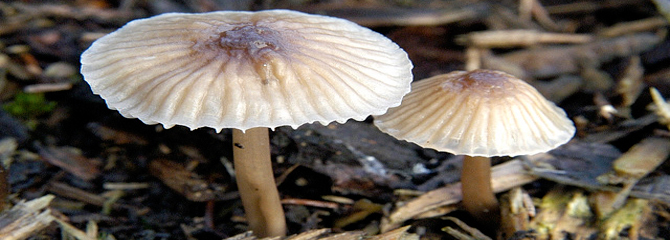 Mycena rubromarginata