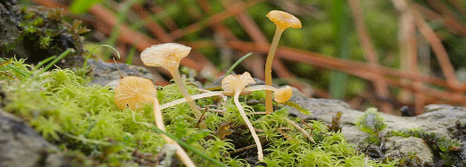 Lichenomphalia umbellifera