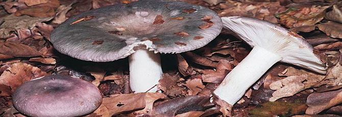 Russula cyanoxantha