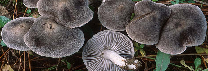 Tricholoma terreum