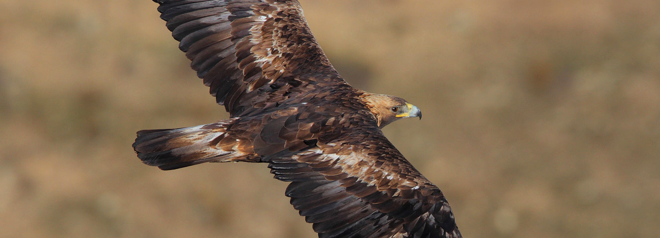 Aquila chrysaetos