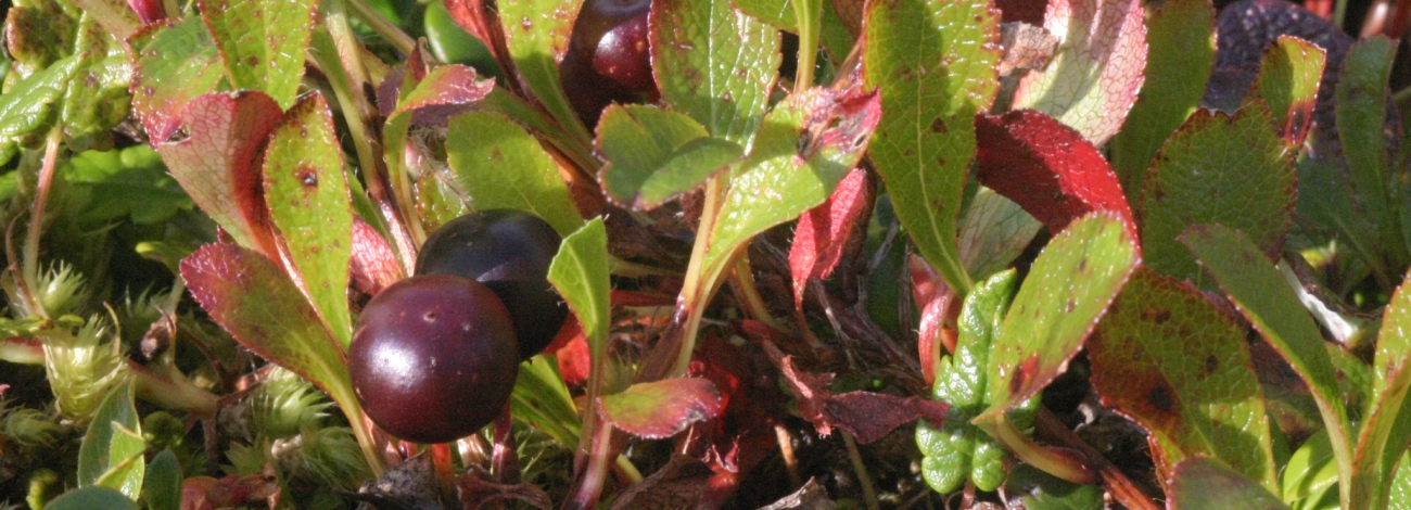 Arctostaphyllos alpinus