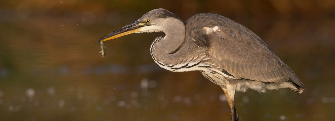 Ardea cinerea