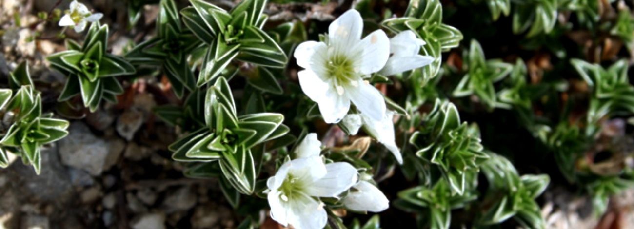 Arenaria vitoriana