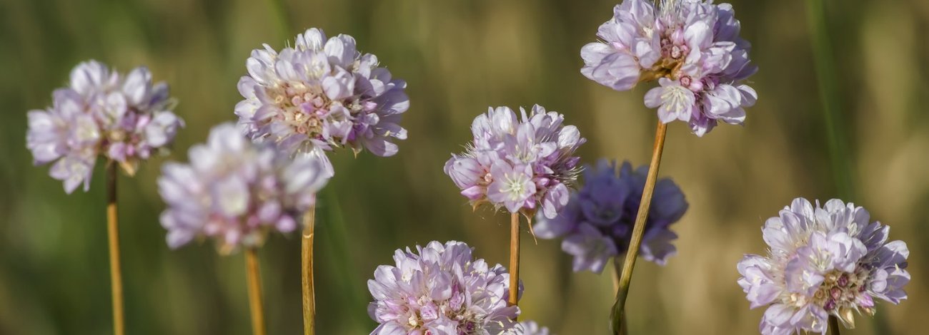Armeria arenaria subsp. burgalensis