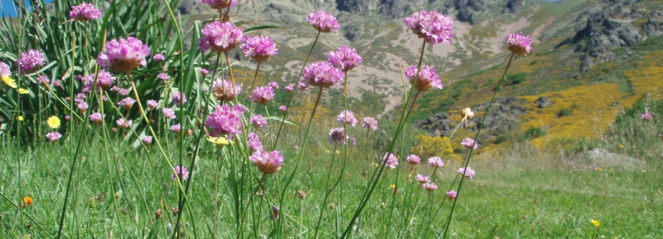Armeria cantabrica subsp. vasconica