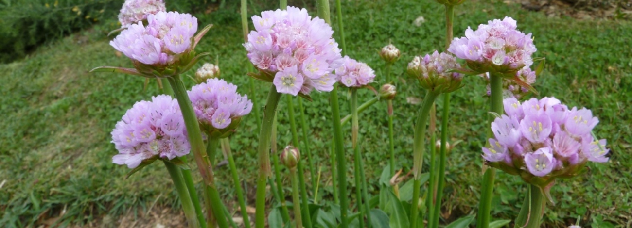 Armeria euscadiensis
