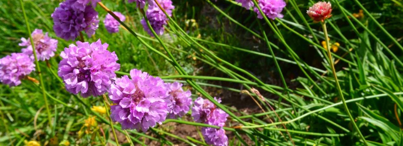 Armeria pubinervis subsp. orissonensis