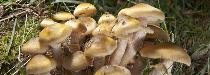 Armillaria mellea