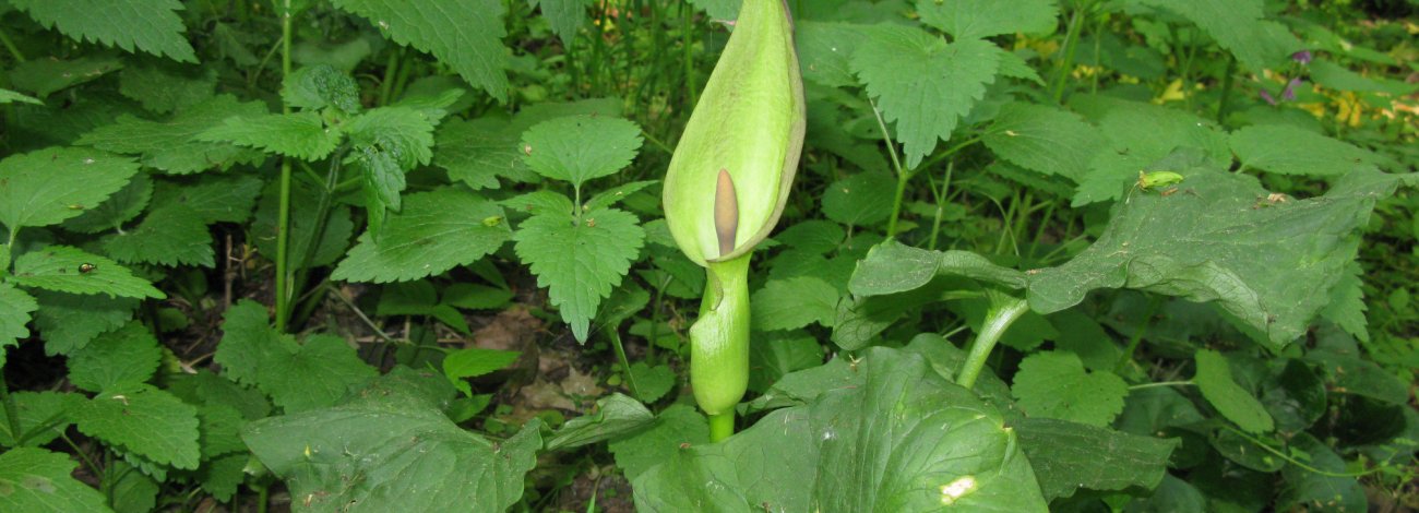 Arum cylindraceum