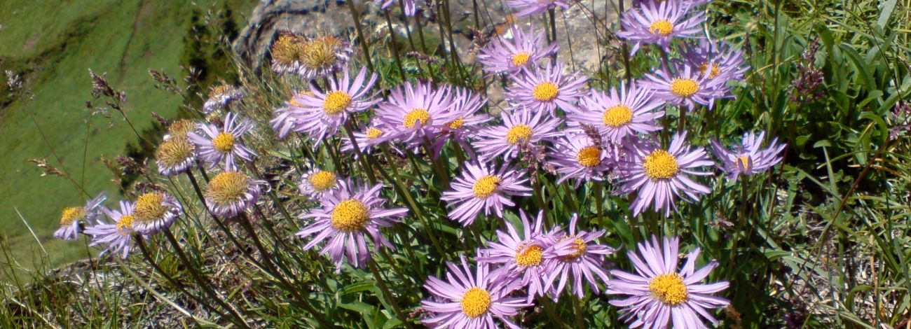 Aster alpinus