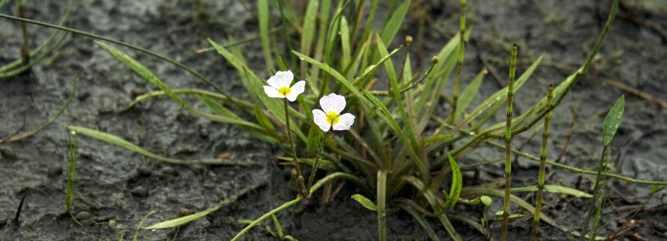 Baldellia ranunculoides