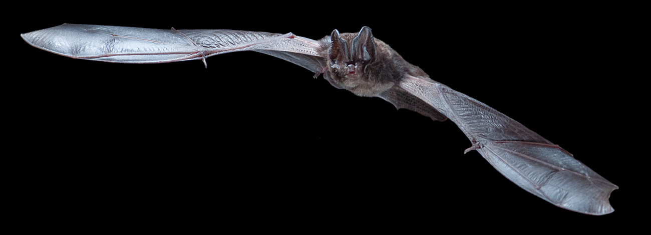 Barbastella barbastellus