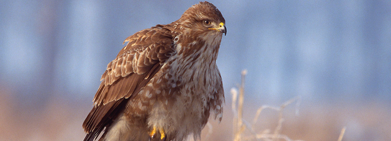 Buteo buteo
