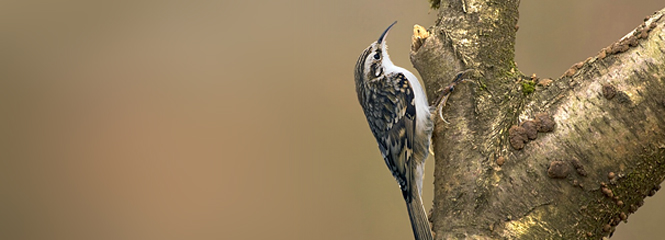 Certhia brachydactyla