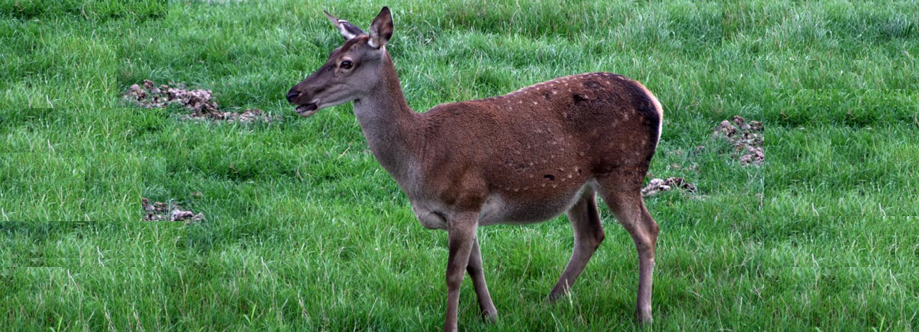 Cervus elaphus