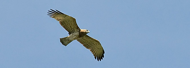 Circaetus gallicus