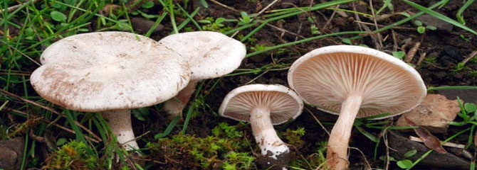 Clitocybe rivulosa