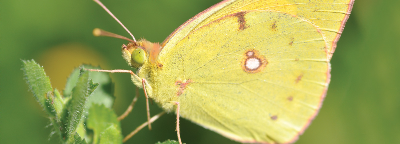 Colias croceus