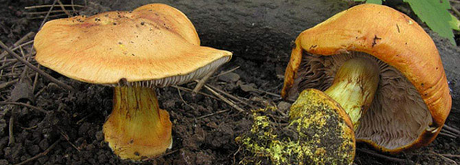 Cortinarius calochrous
