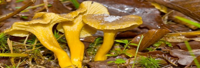 Craterellus tubaeformis