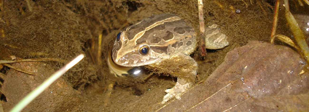 Discoglossus galganoi