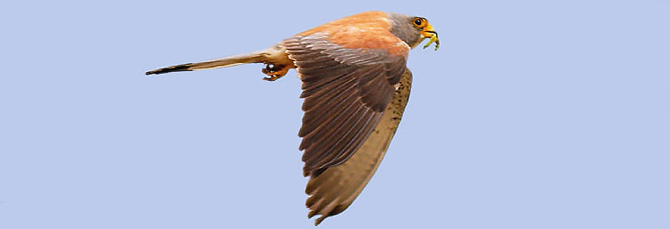 Falco naumanni