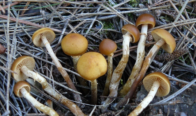 Galerina marginata