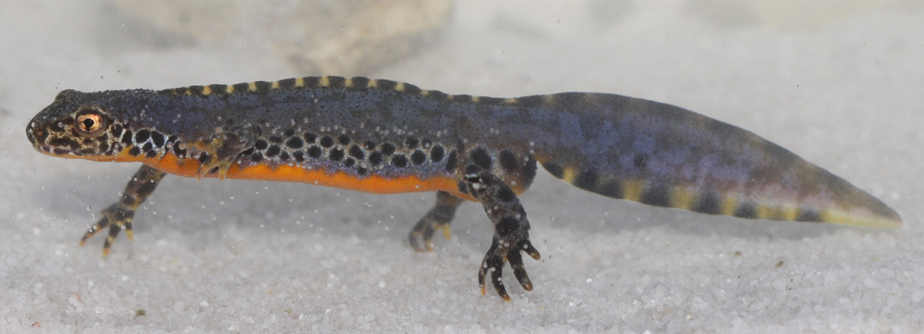 Ichthyosaura alpestris