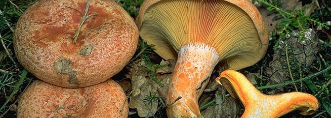 Lactarius deliciosus