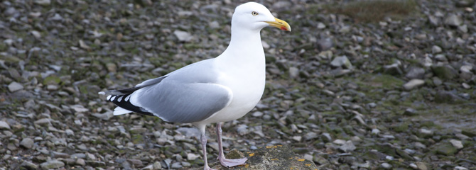 Larus argentatus