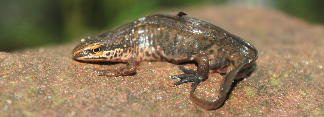 Lissotriton helveticus