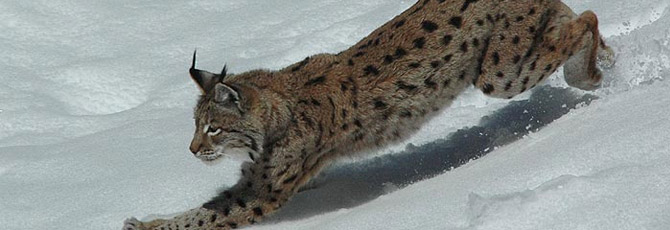 Lynx lynx
