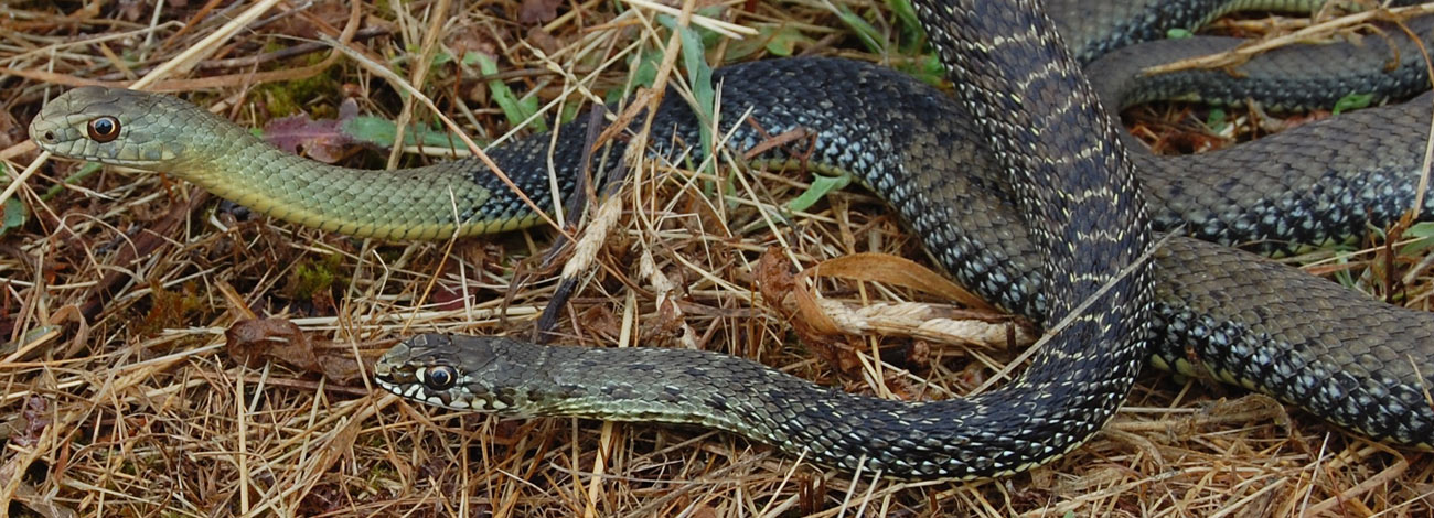 Malpolon monspessulanus