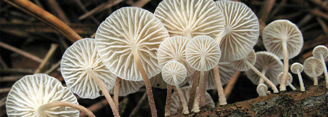 Marasmiellus ramealis