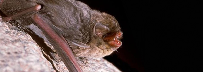 Miniopterus schreibersii