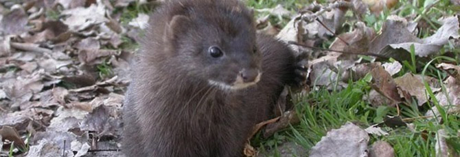 Mustela lutreola