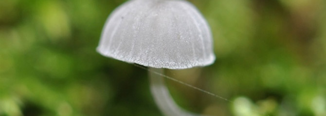 Mycena pseudocorticola