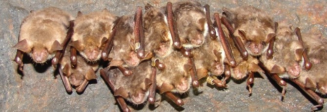Myotis blythii