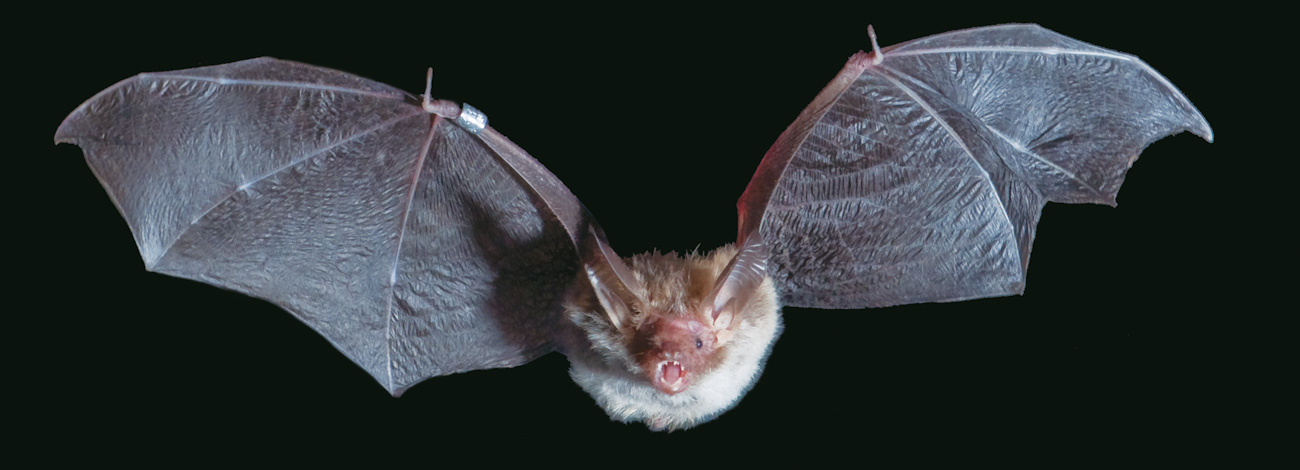 Myotis bechsteinii