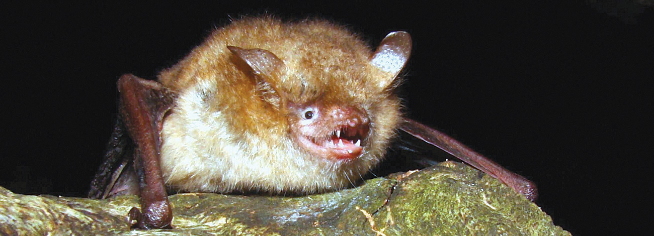 Myotis emarginatus