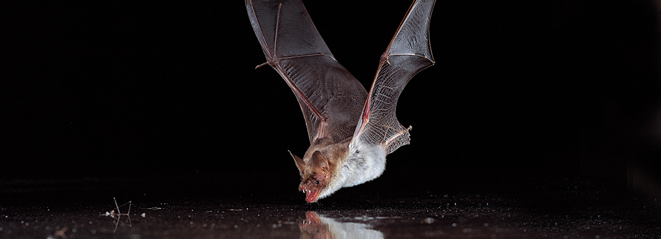 Myotis myotis