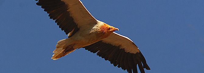 Neophron percnopterus