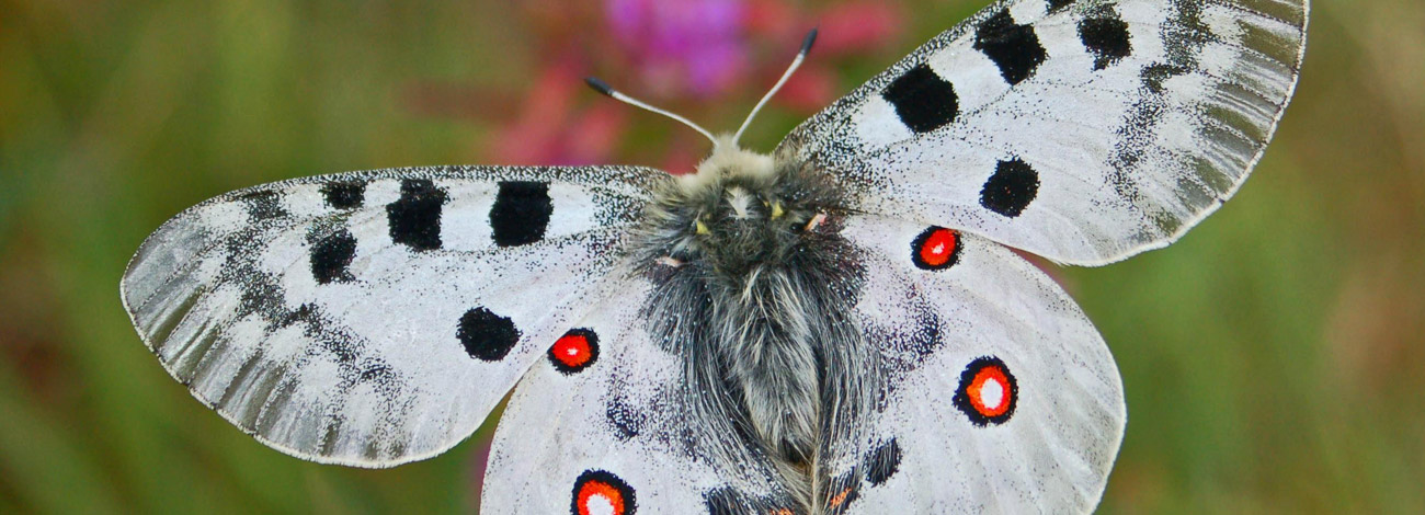 Parnassius apollo