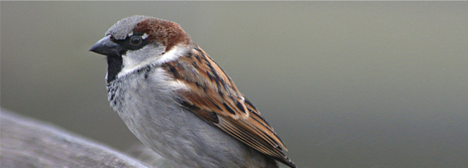 Passer domesticus