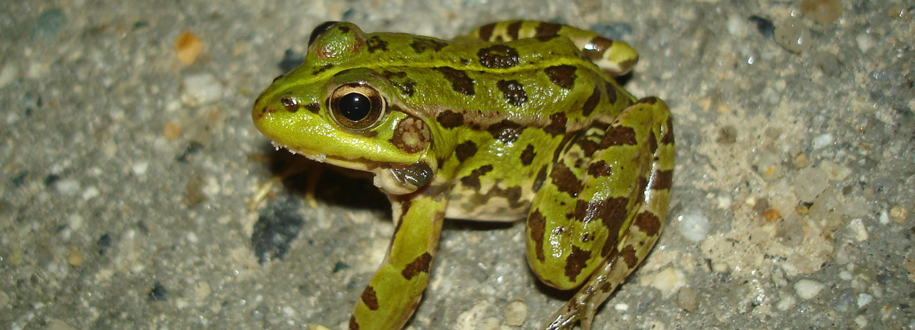 Pelophylax perezi