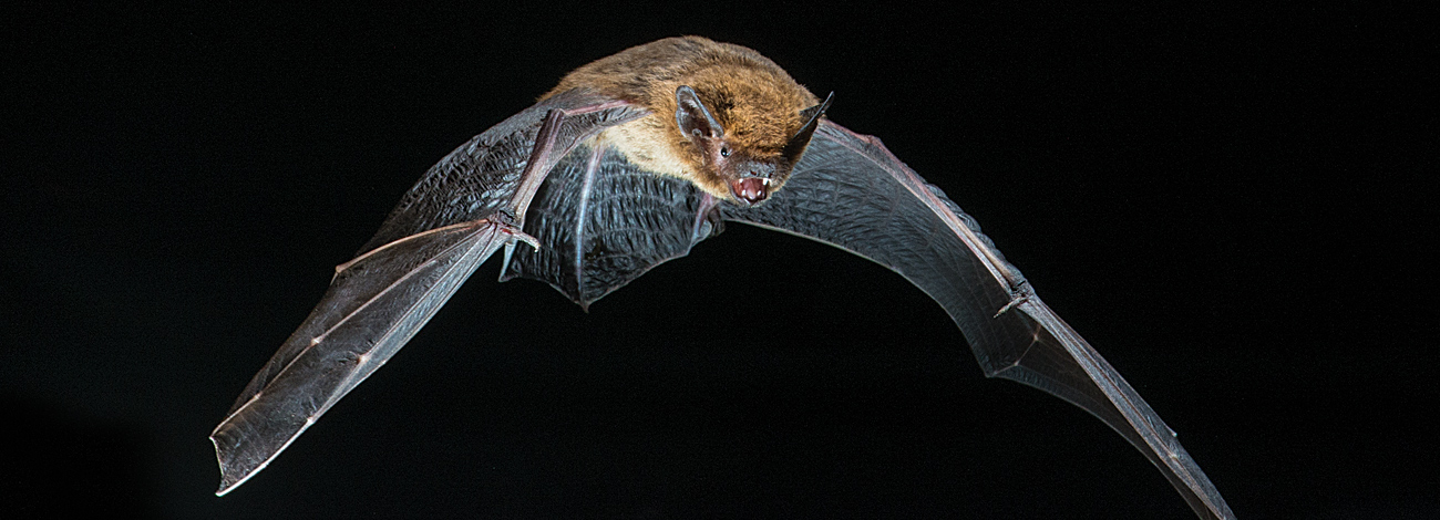 Pipistrellus kuhlii