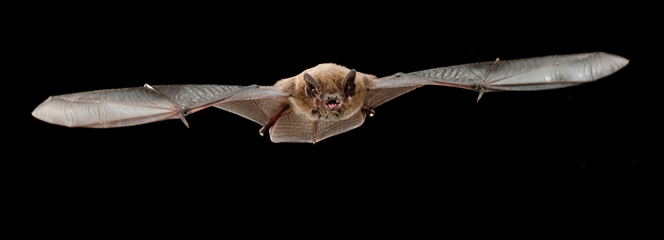Pipistrellus nathusii